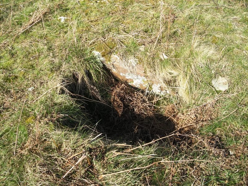 Erentzu mendebalde trikuharria