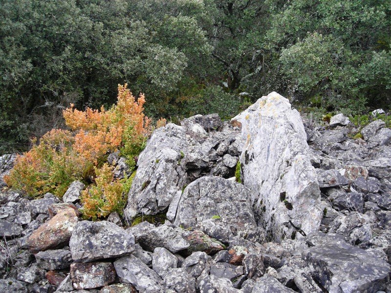 Boluntza 1 ipar trikuharria