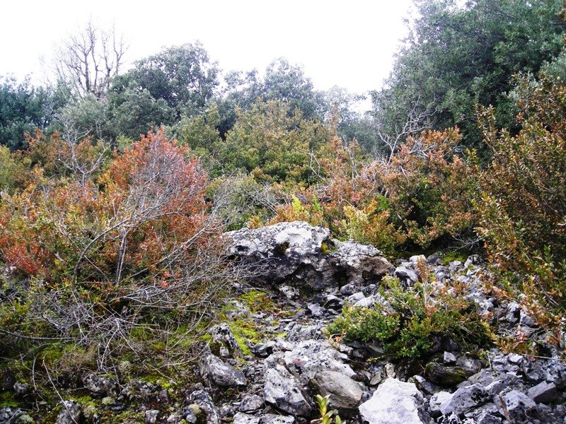 Ugarra 4 hego trikuharria