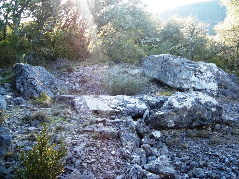 Puyomediano trikuharria