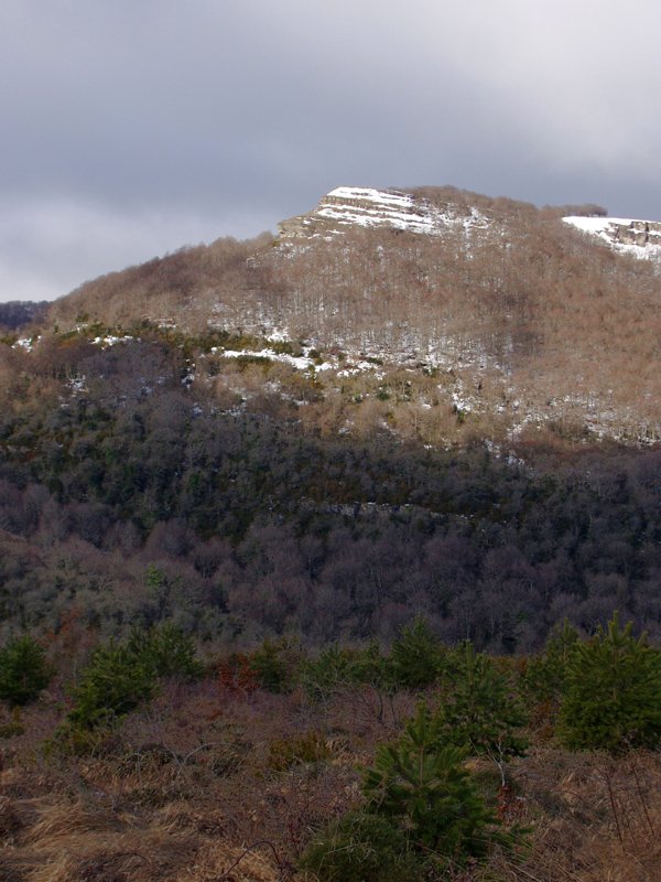 Sanguein edo Otsaurka