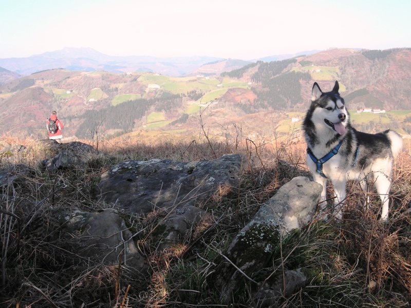 Akelarre trikuharria