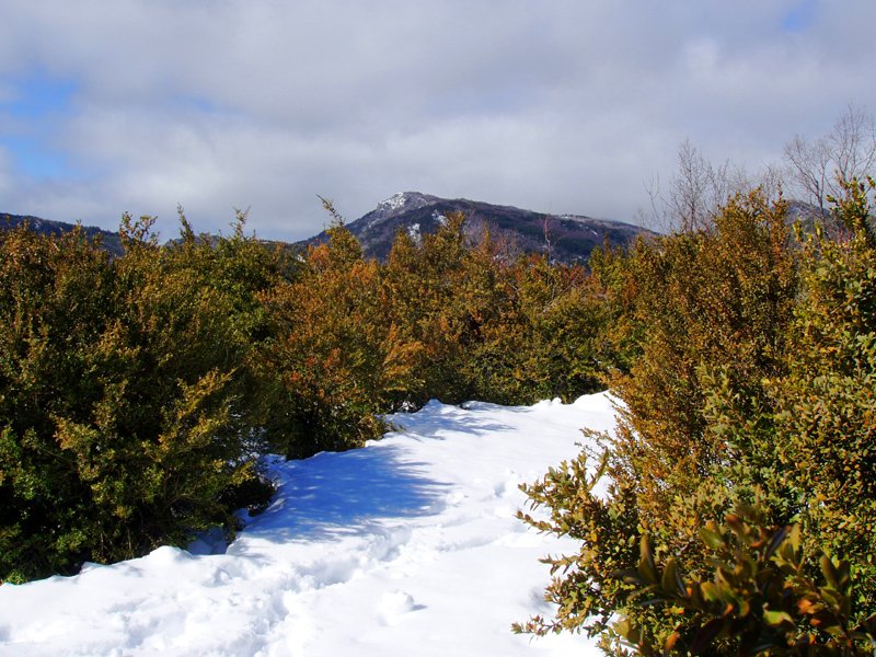 Betutagañako gailurra