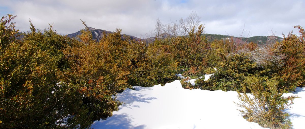 Betutagañako gailurra