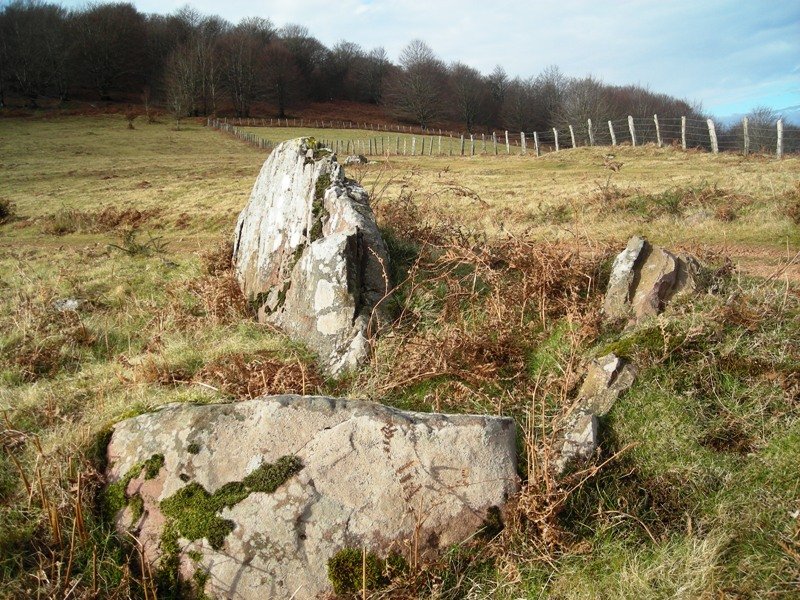 Berdaritz trikuharria