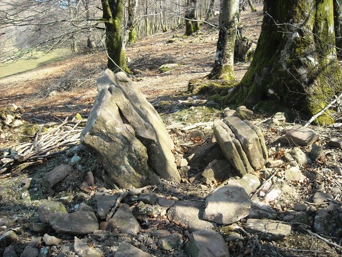 Suntonea trikuharria