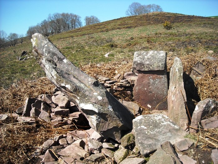 Mairu Harri trikuharria