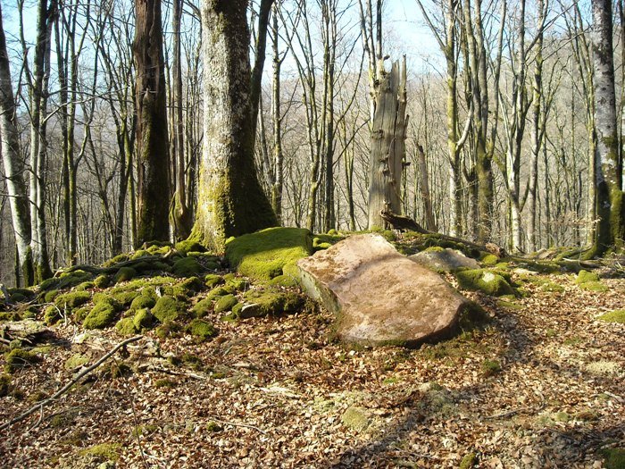 Artola 1 trikuharria