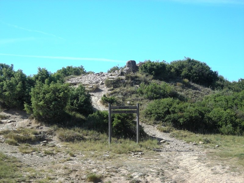  Farangortea trikuharria