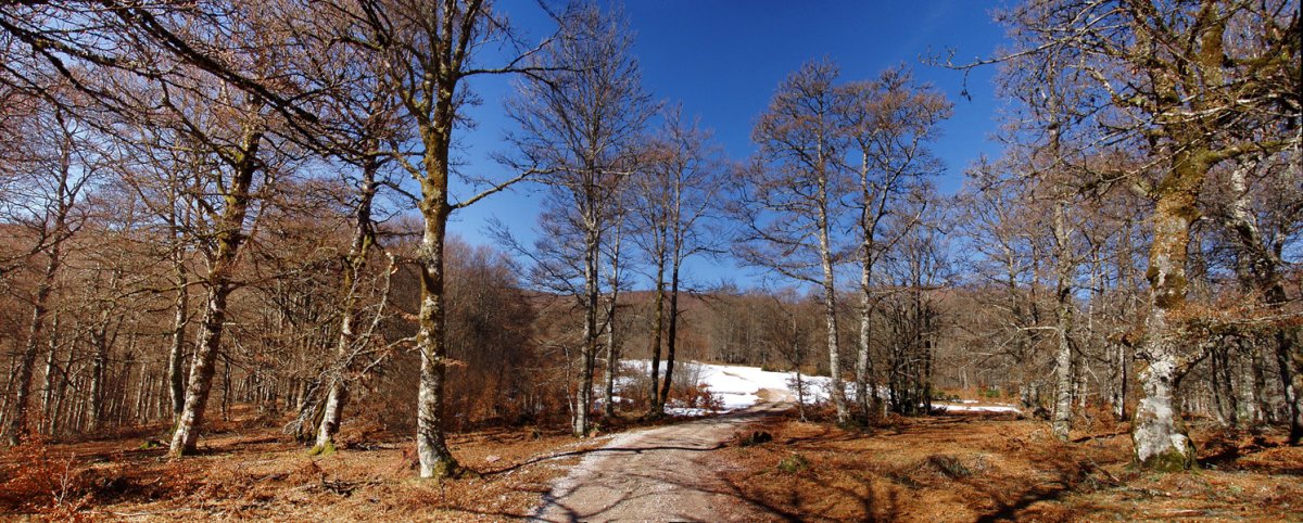 Iparraldeko basoetan gora