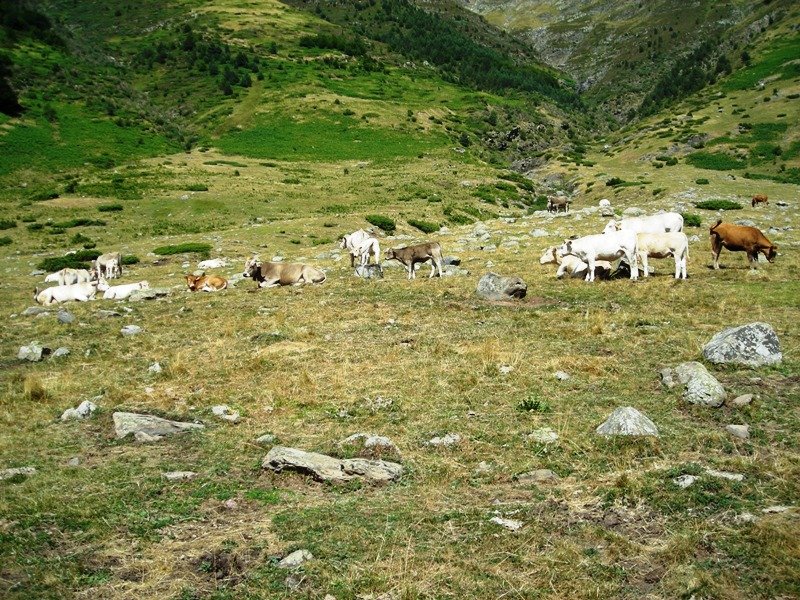 Mallo Blanco harrespilak