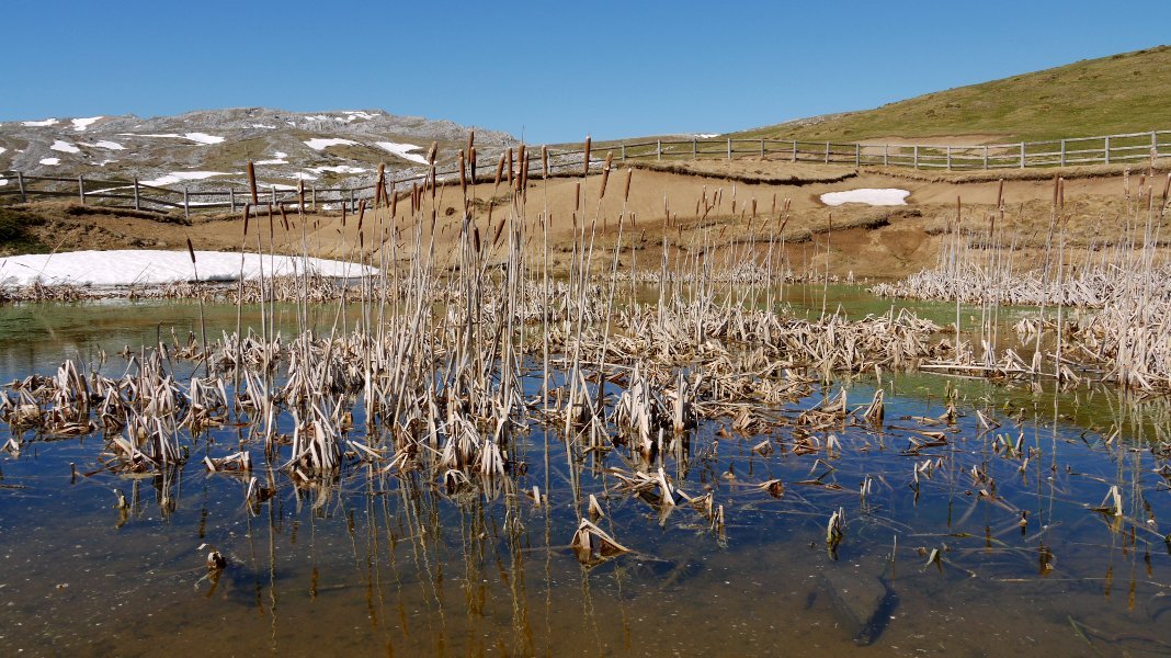 Putzuetan ohikoa den landaretza egokitu zaio: ezpata-ihia.