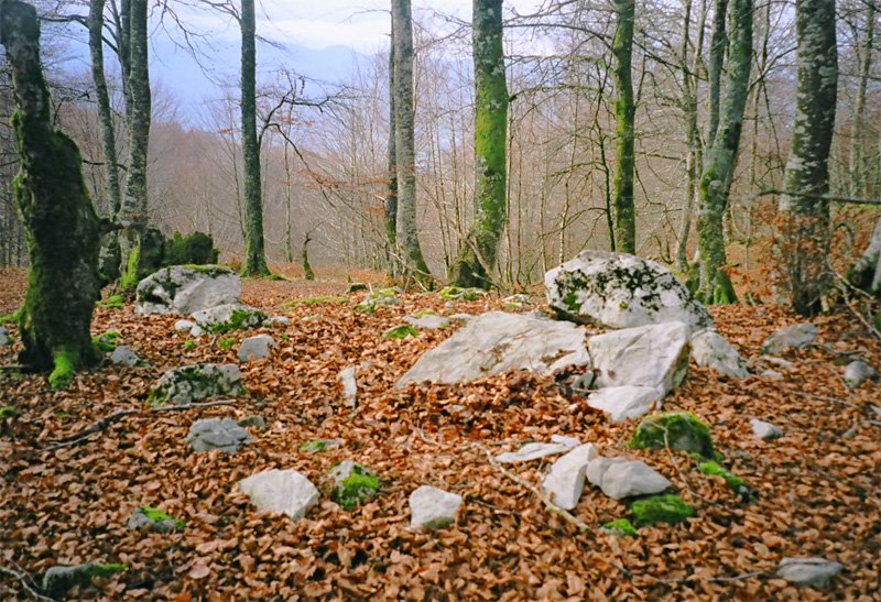 San Paulo trikuharria