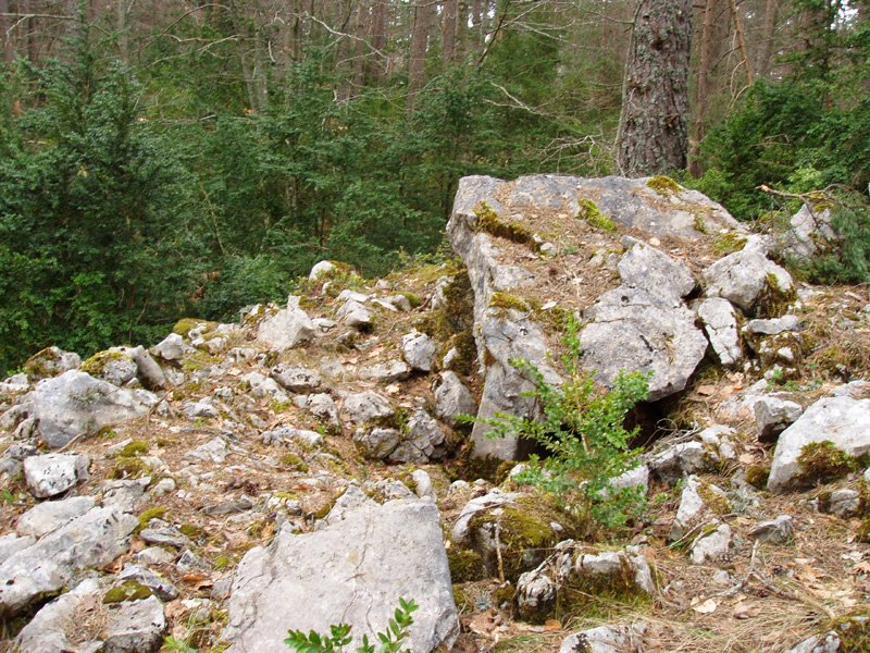 Turendoko trikuharria