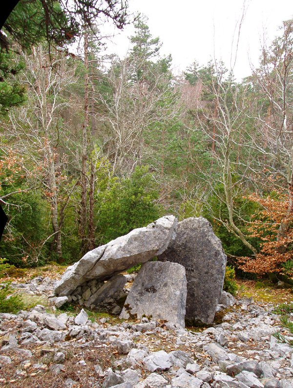 Claveritoko trikuharria