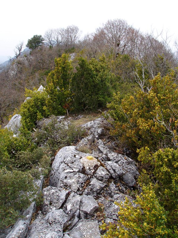 Leziñerako gailurra