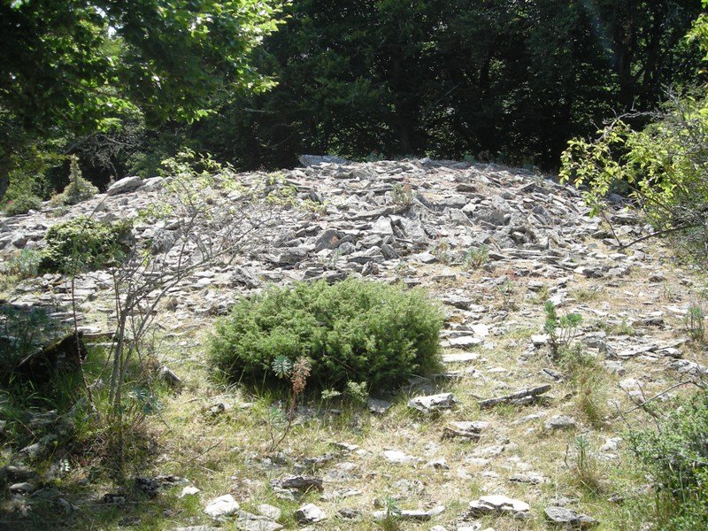 Trekua Arteta trikuharria