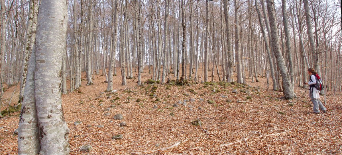 Baiarnegi trikuharria Urdanatzeko bidean