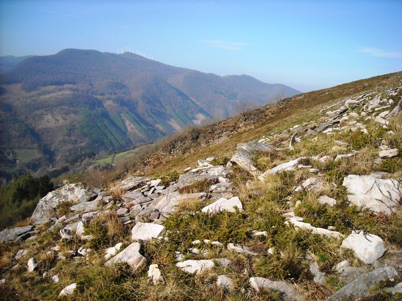 Latargi  5  trikuharria