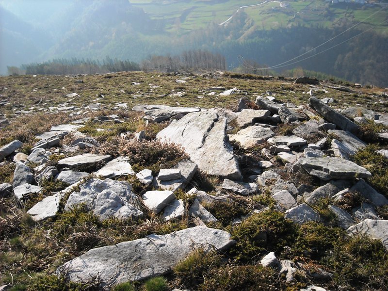 Latargi 14 trikuharria