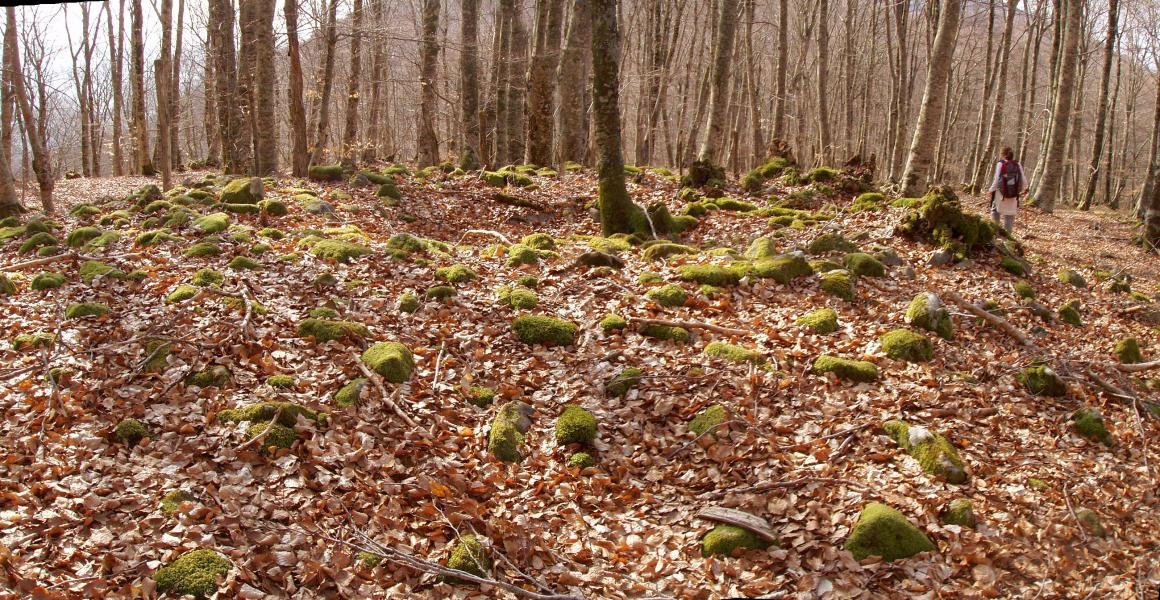 Baiarnegiko trikuharria