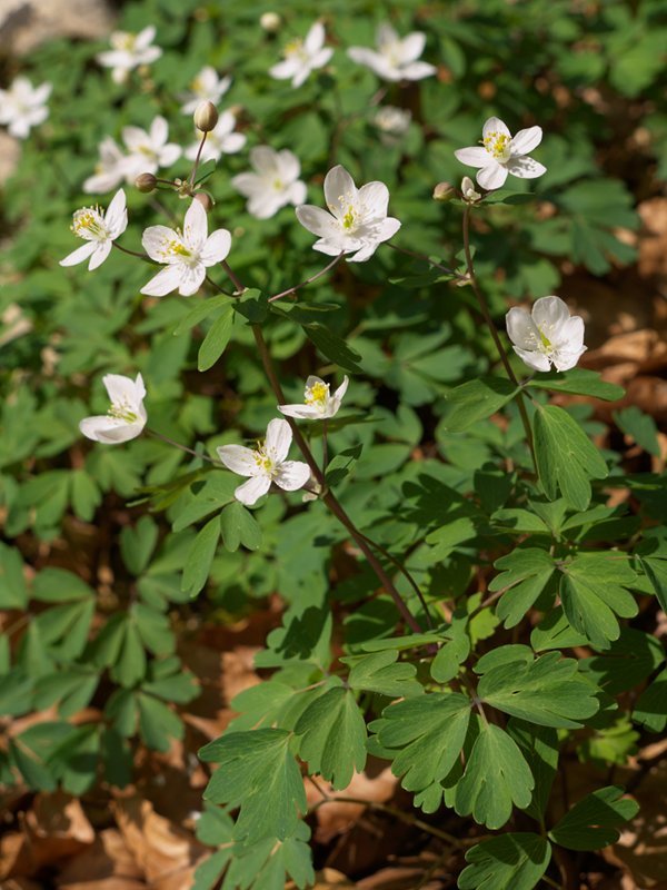 Leurtza inguruko pagadian, Nafarroan, apirilaren hasieran.