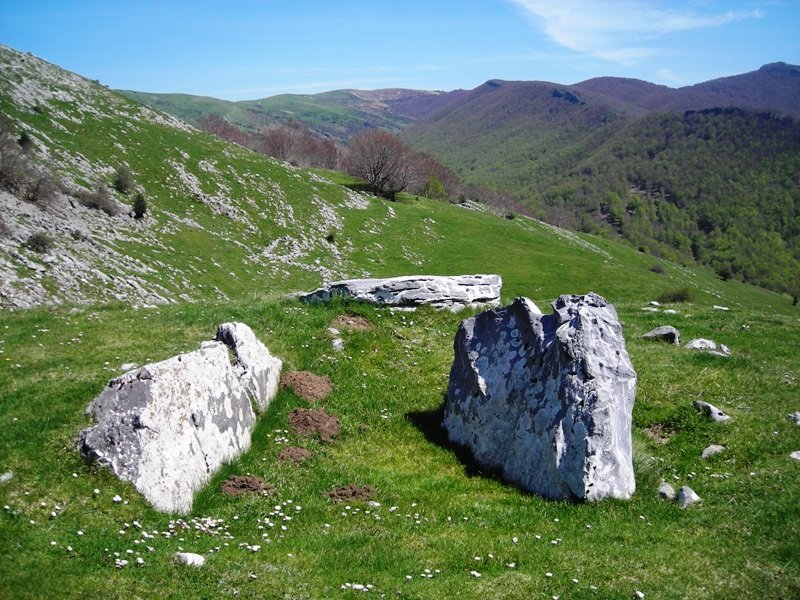 Zearragoena trikuharria