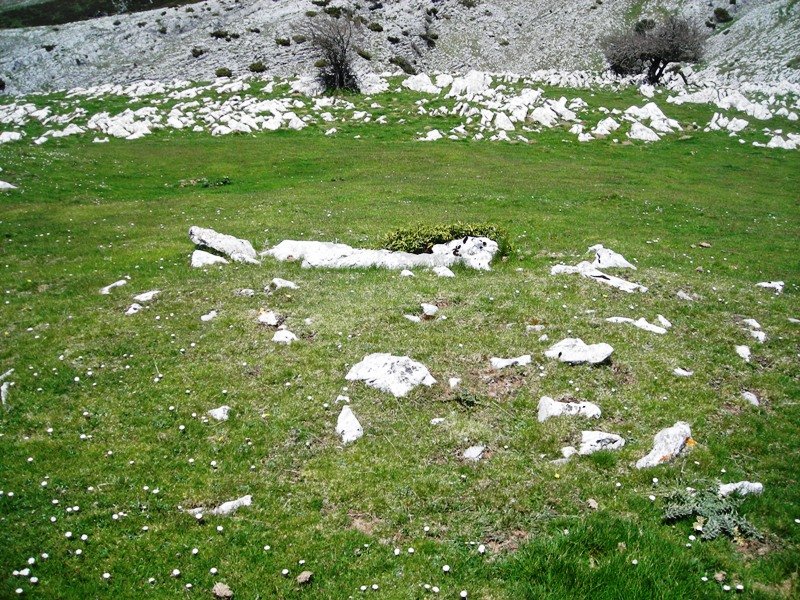 Uelogoena II  trikuharria