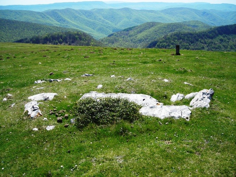 Uelogoena II  trikuharria