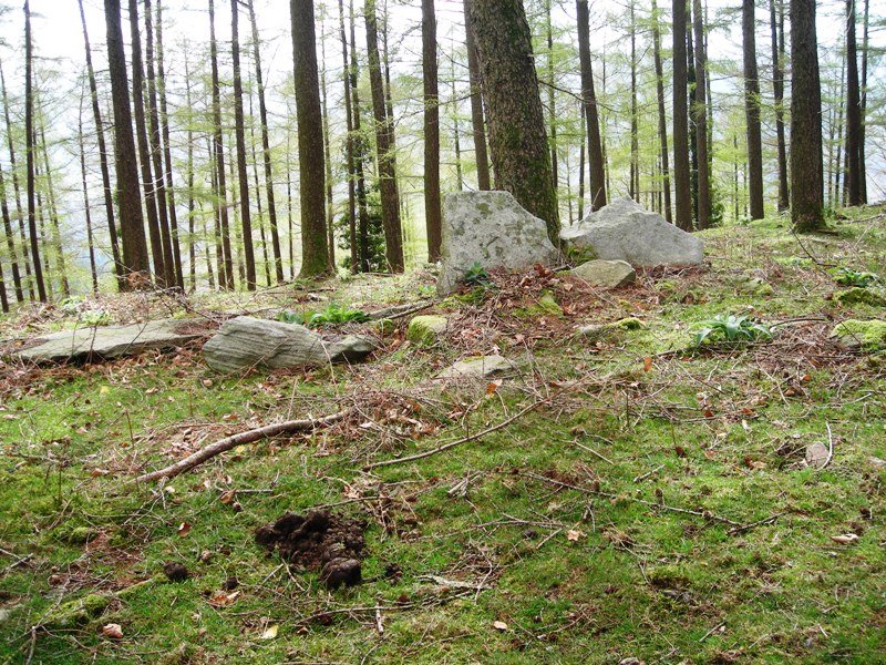 Larrakaitza trikuharria