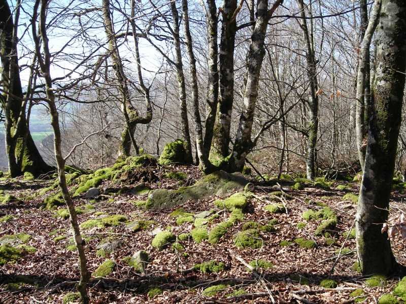 Bixurdiñeta 3  trikuharria