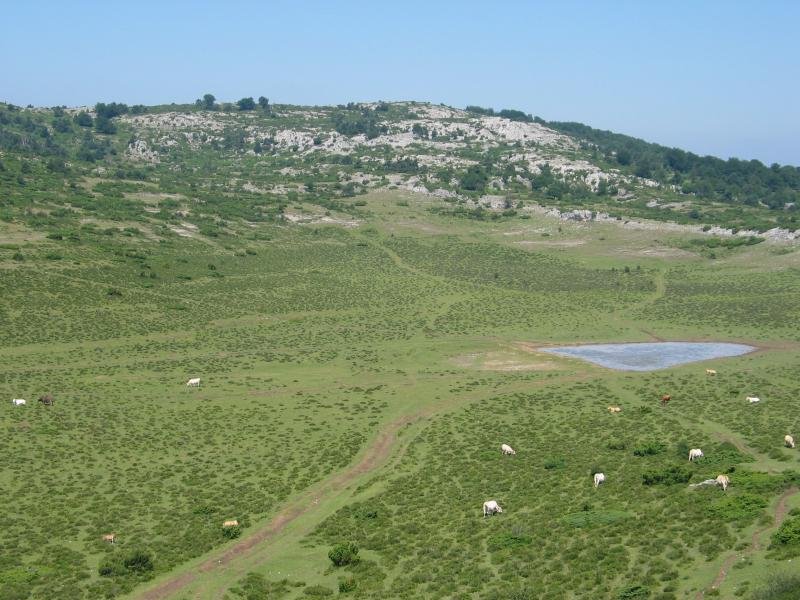 Repico eta Navazuako putzua