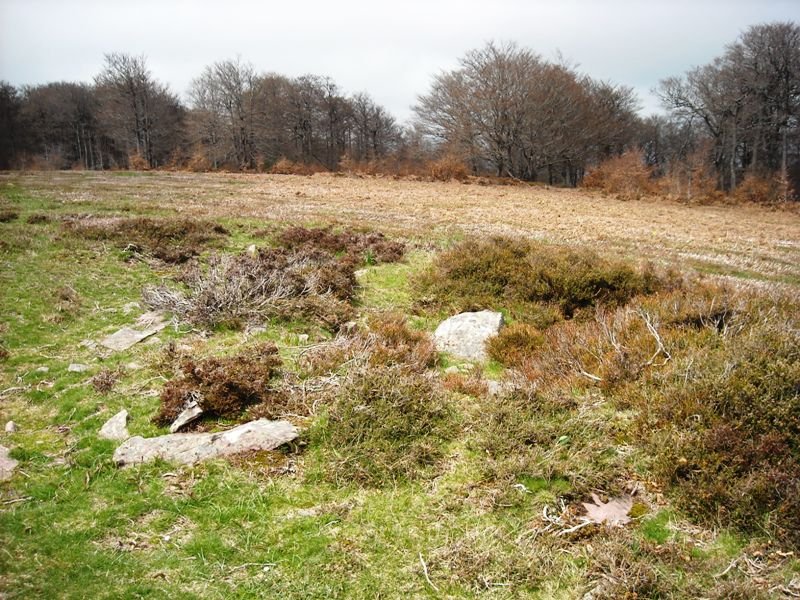 Korona ekialde 3 trikuharria