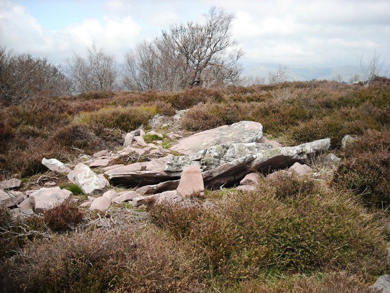 Ansabe   trikuharria