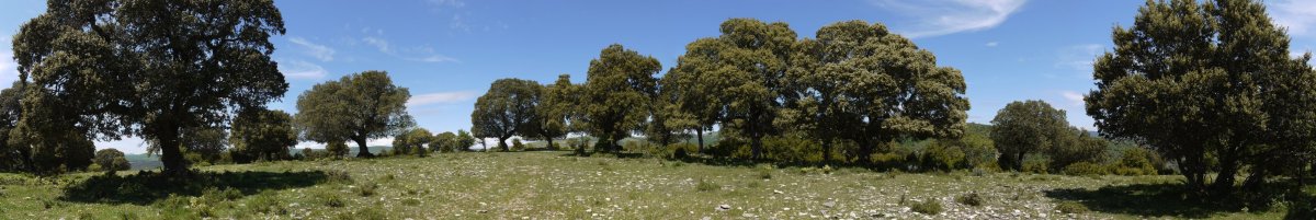 Mendebaldeko bizkarreko arteak eta larrea