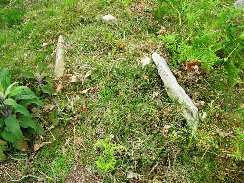 Argibele V trikuharria