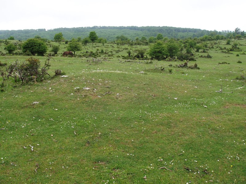 Balsas del Corral de Narciso