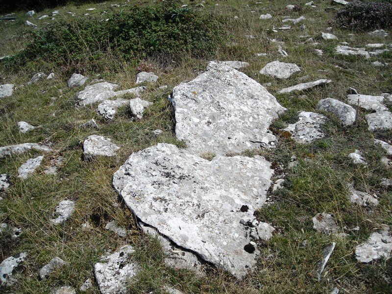 Korostegi   trikuharria