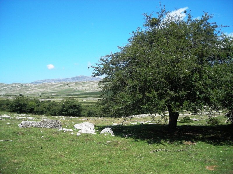 Saguain 1 trikuharria