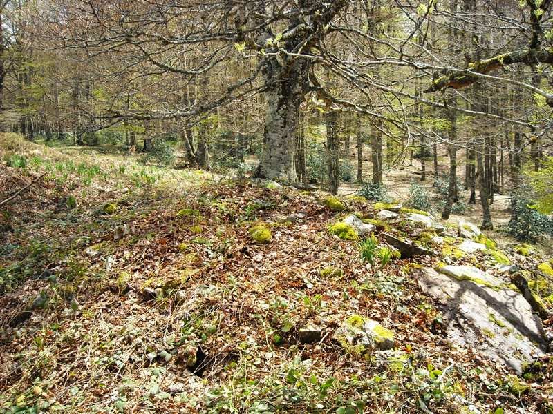 Xurize 2 trikuharria