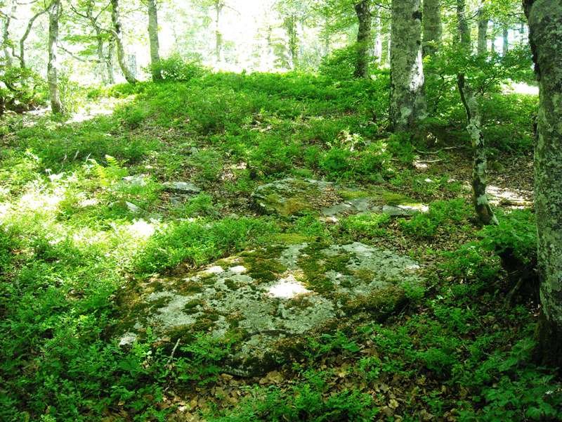 Korona mendebalde 2   trikuharria