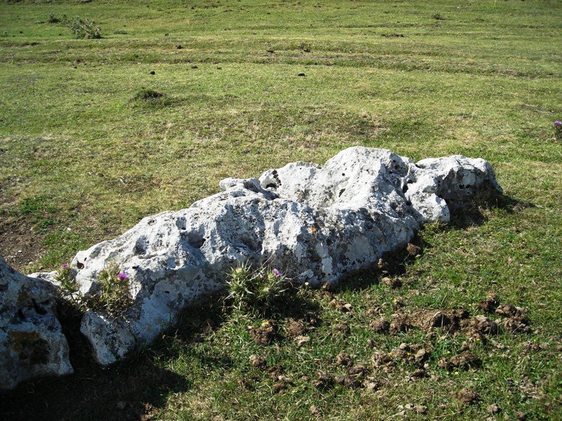 Sarasako Sakana zutarria