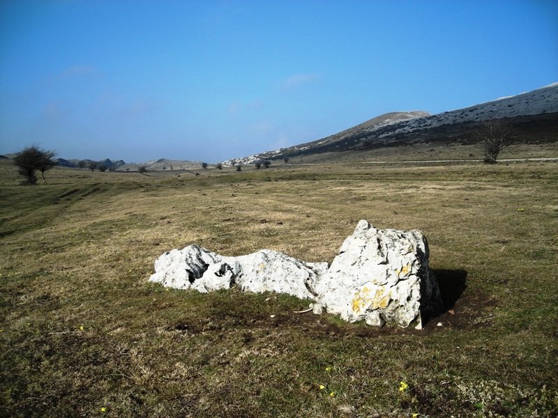 Sarasako Sakana zutarria