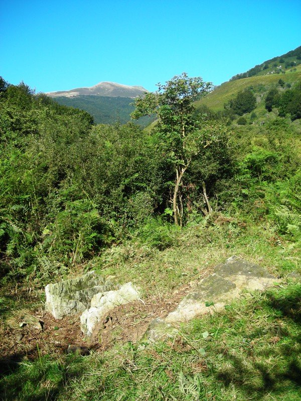 Asundegi trikuharria