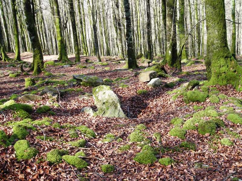 Loiketa 6 trikuharria