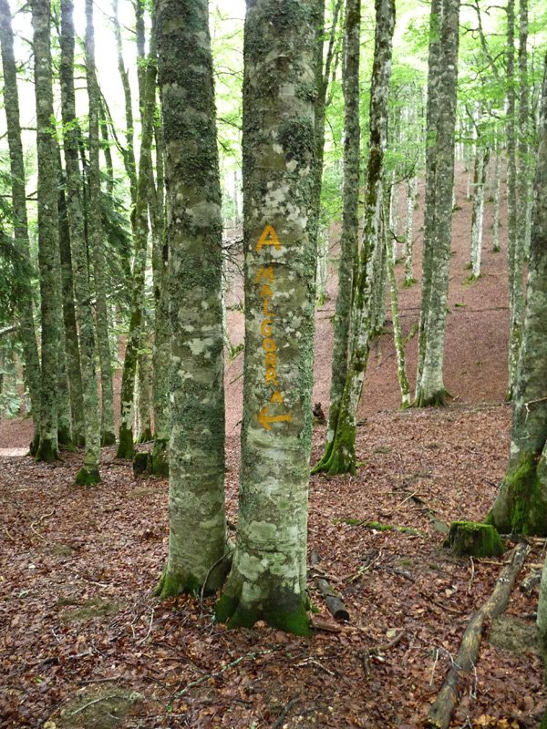 Margoa zuhaitz anitzetan