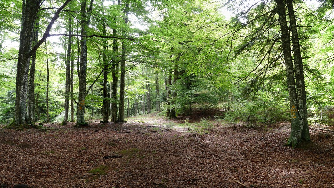 Norabideak zuhaitz enborretan, Malgorrako atakan