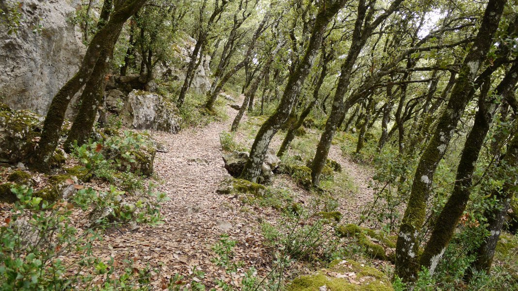 Lazkuako begiratokirako bidea artadian barrena