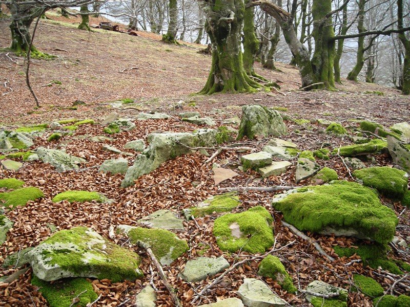 Jeneralaren Tonba trikuharria