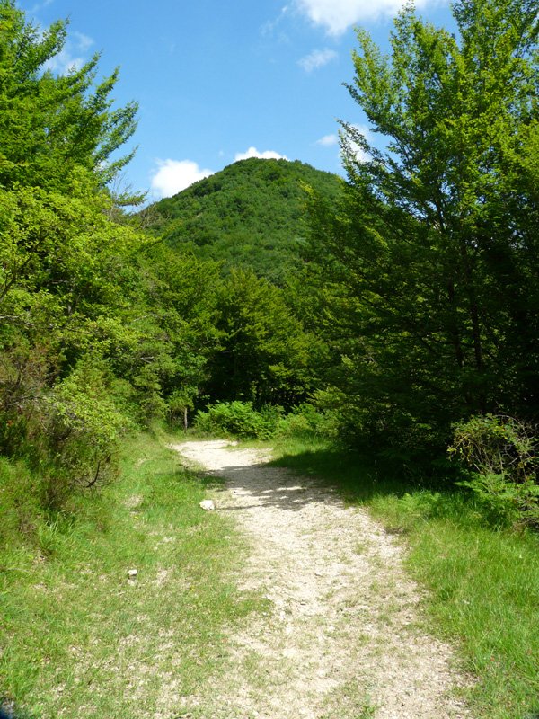 Txutxurru Berkineta lepoko bidetik